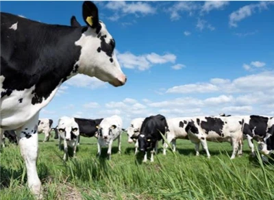 Бирки для ушей крупного рогатого скота Guanyifarm